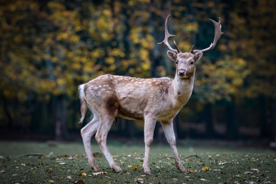 De Hoge Veluwe National Park