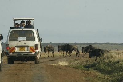 Decagon Safaris: Best of Kenya